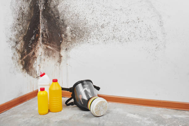 Best DIY Mold Remediation Support Services in Milmay, NJ