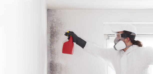 Best Residential Mold Remediation in Milmay, NJ