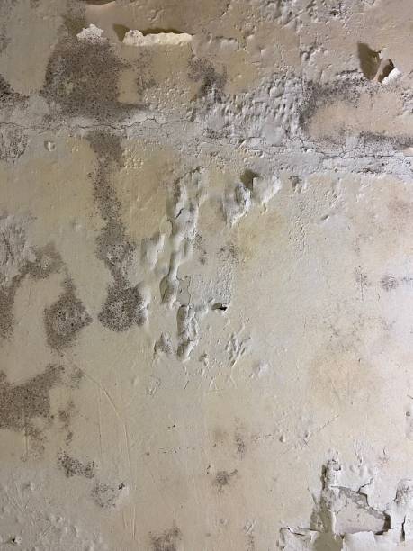 Best Basement Mold Remediation in Milmay, NJ