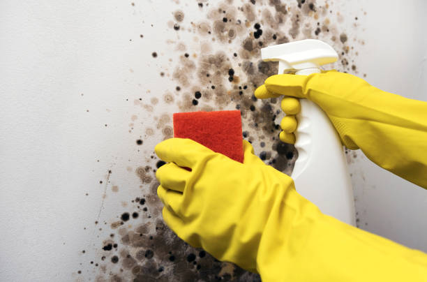 Best Black Mold Remediation in Milmay, NJ